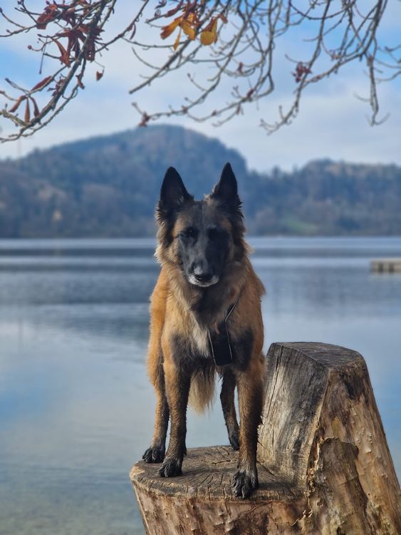 Playful Belgian Shepherd Dog 1