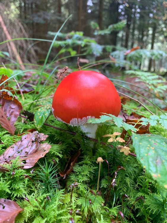 Red mushroom in forest (print) 🍄 1